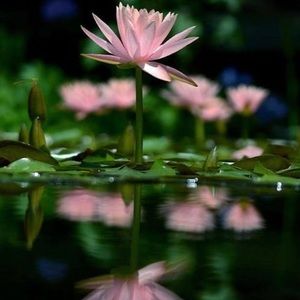 Meet your Posher, Hoang